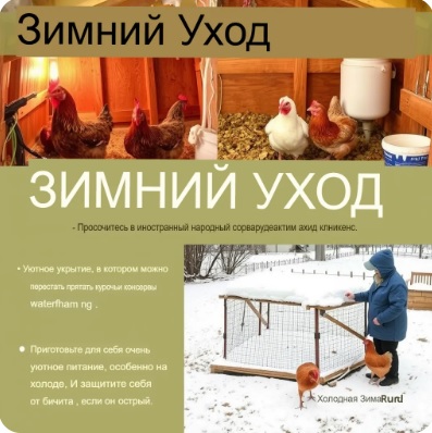Как содержать кур зимой: всё, что нужно знать